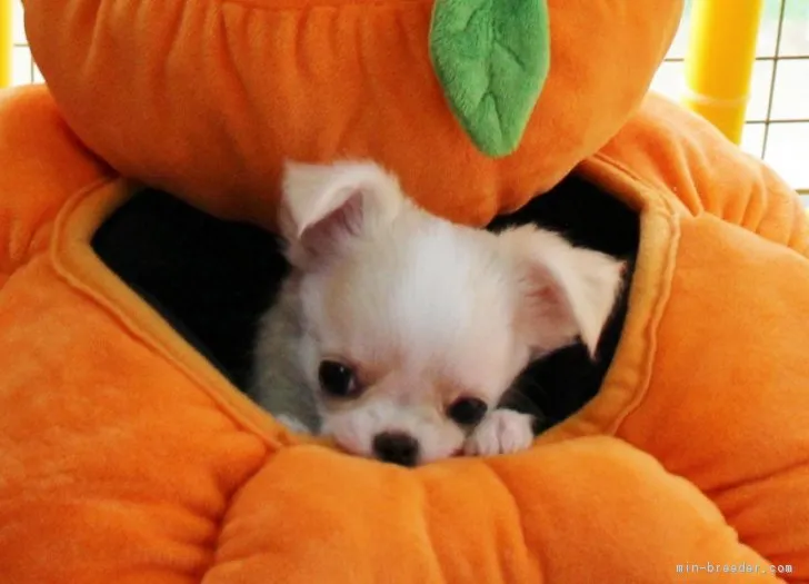 ID：1810-03126の子犬