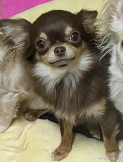 チワワ(ロング)【・女の子・2022年4月28日・チョコレート&amp;タン】