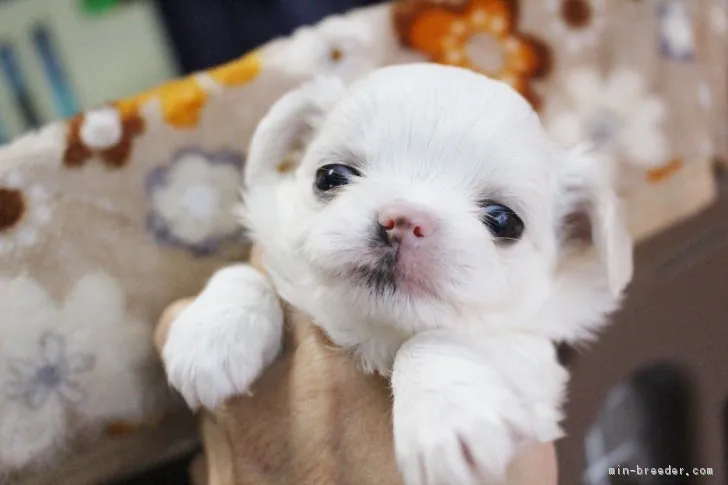 ID:1710-00674の子犬