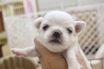 チワワ(ロング)【福井県・男の子・2019年6月9日・ホワイト&クリーム】の写真「６/２８健康チェック　異常なし！！」