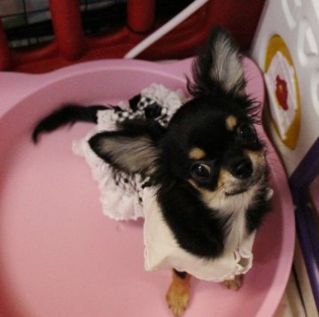 チワワ(ロング)【福井県・女の子・2019年5月30日・ブラックタン】の写真「すぐにお渡し、お散歩可能   小ぶりな女の子👧」