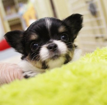 チワワ(ロング)【福井県・女の子・2018年5月13日・トライカラー(ブラックホワイト&タン)】の写真「日々可愛く成長してます。画像は毎日ＵＰしてきます。」