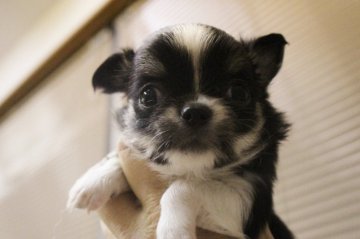 チワワ(ロング)【福井県・女の子・2019年5月30日・ブラックタン&ホワイト】の写真「こぶりで可愛いです。😉👍️🎶」