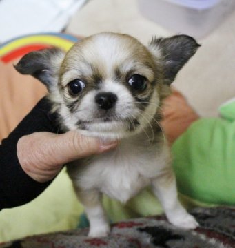 チワワ(ロング)【福井県・女の子・2018年10月23日・フォーン&ホワイト】の写真「アップルヘッドでクリクリおめめのかわいい子です」