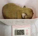 チワワ(ロング)【福井県・女の子・2020年4月5日・チョコフォーン】の写真4「4月27日撮影  生後22日目」