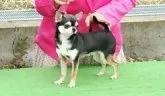 チワワ(スムース)【福井県・女の子・2015年12月2日・ブラックタン&ホワイト】の写真5「父犬」