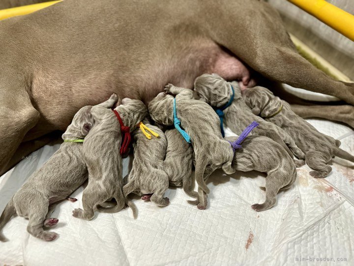 舟橋智行ブリーダーのブログ：ワイマラナー子犬 産まれました！