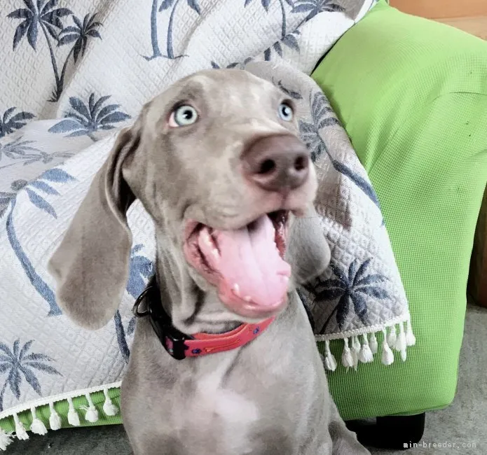 りょう 様のお迎えした子犬