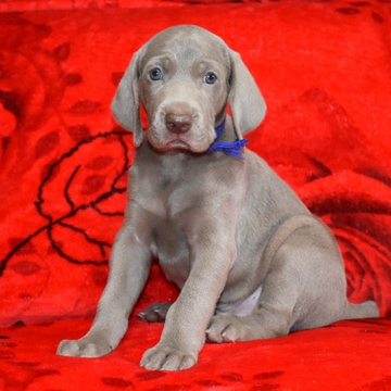 ワイマラナー【三重県・男の子・2022年5月27日・グレー】の写真「世界的な血筋を継ぐ最高峰のワイマラナー子犬です」