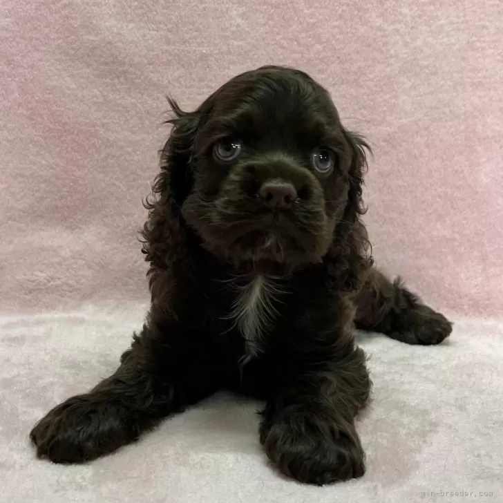 ID:2410-07076の子犬