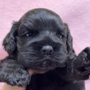 アメリカンコッカースパニエル【大阪府・女の子・2025年11月14日・ブラック(ブラック&タン)】の写真「可愛いお顔の女の子。」