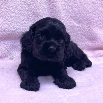 アメリカンコッカースパニエル【大阪府・女の子・2025年9月15日・ブラック】の写真「キュートなお顔の女の子です！」