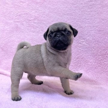 パグ【大阪府・女の子・2025年9月27日・フォーン】の写真「可愛いフォーンの女の子。」