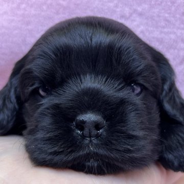 アメリカンコッカースパニエル【大阪府・女の子・2025年11月14日・ブラック(ブラック&タン)】の写真「可愛いお顔の女の子。」