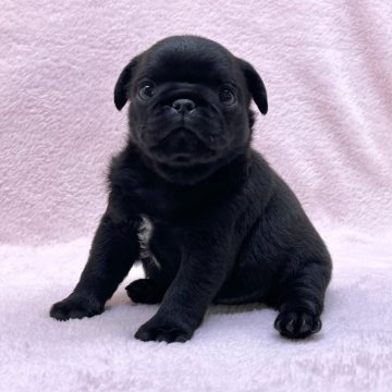 パグ【大阪府・女の子・2025年9月27日・ブラック】の写真「可愛いブラックの女の子。」