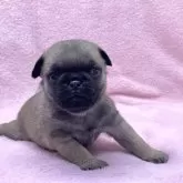 パグ