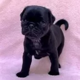 パグ
