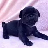 パグ