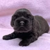 アメリカンコッカースパニエル