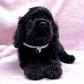 アメリカンコッカースパニエル【大阪府・男の子・2025年5月2日・ブラック】の写真2