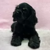 アメリカンコッカースパニエル【大阪府・男の子・2024年10月1日・ブラック&タン】の写真7