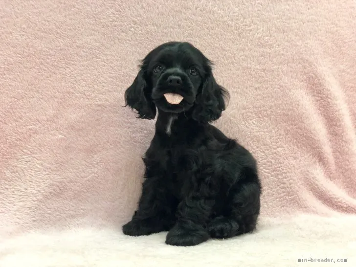 ID：1909-02975の子犬