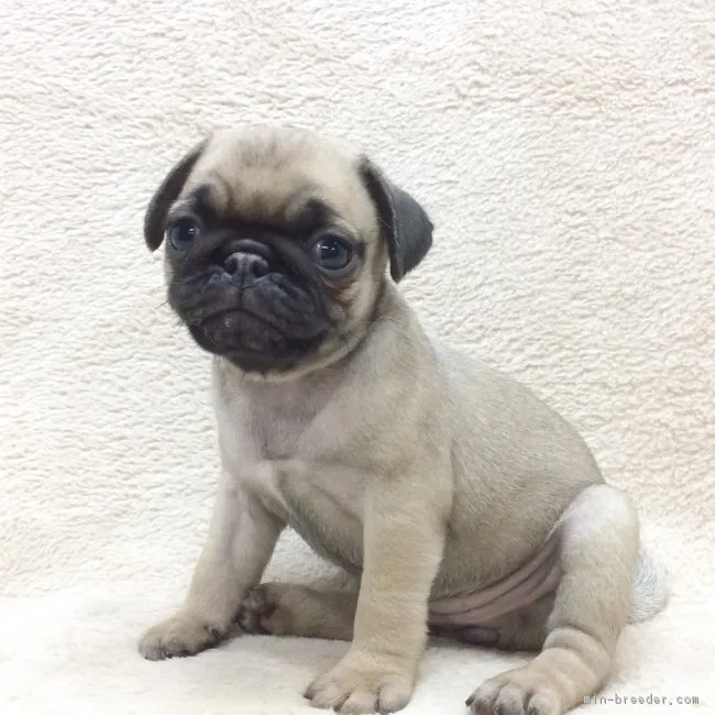 ID：1708-02409の子犬