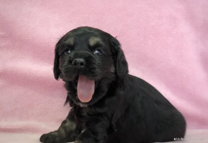 モンブラン 様のお迎えした子犬