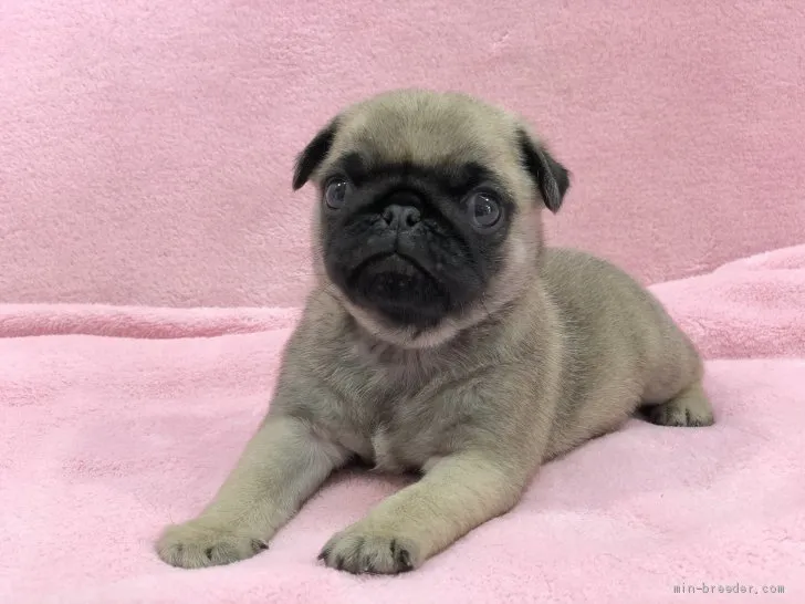 ID：2104-00538の子犬