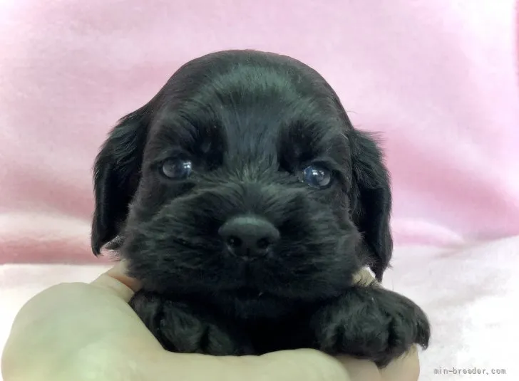 ID：2110-01283の子犬