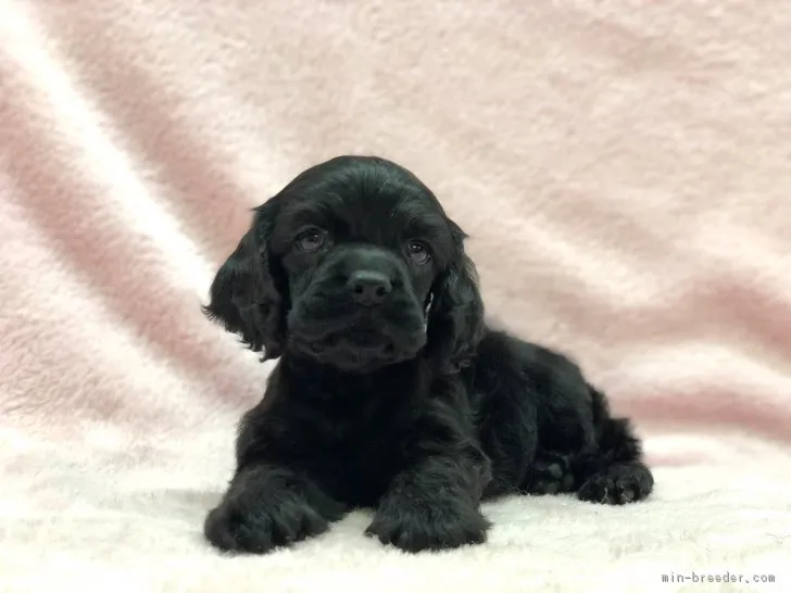 ID:1902-00266の子犬