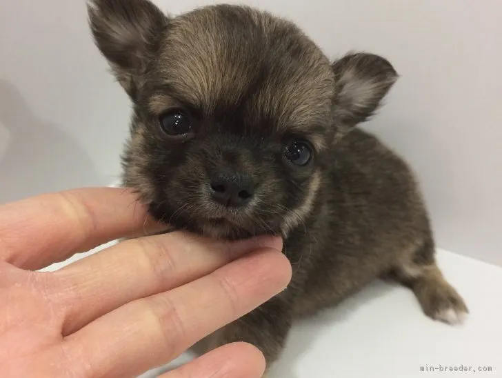 ID:1702-01731の子犬
