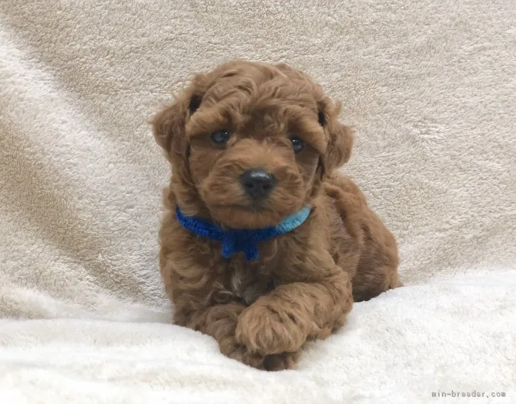ID:1809-00828の子犬