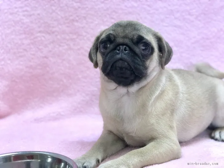 ID:1908-02892の子犬