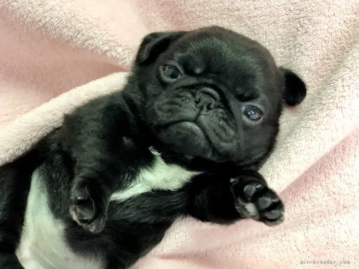 ID：2203-03325の子犬