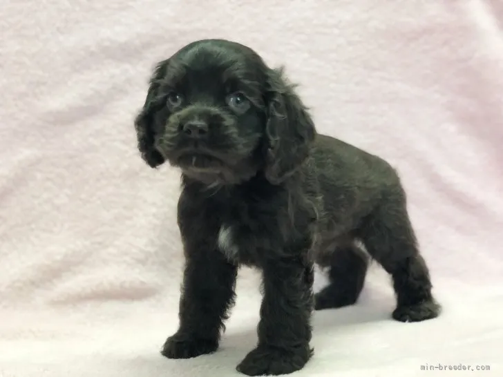 ID：2107-03277の子犬