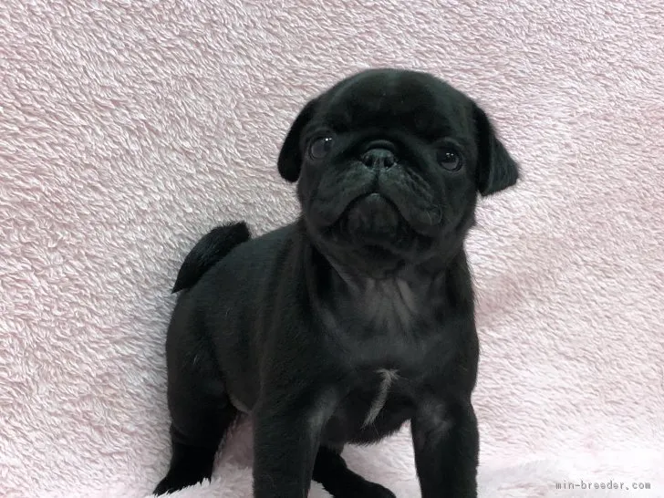 ID：1804-00003の子犬