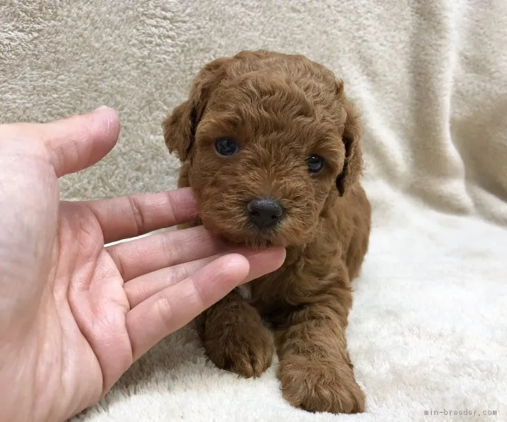 ID:1809-00034の子犬