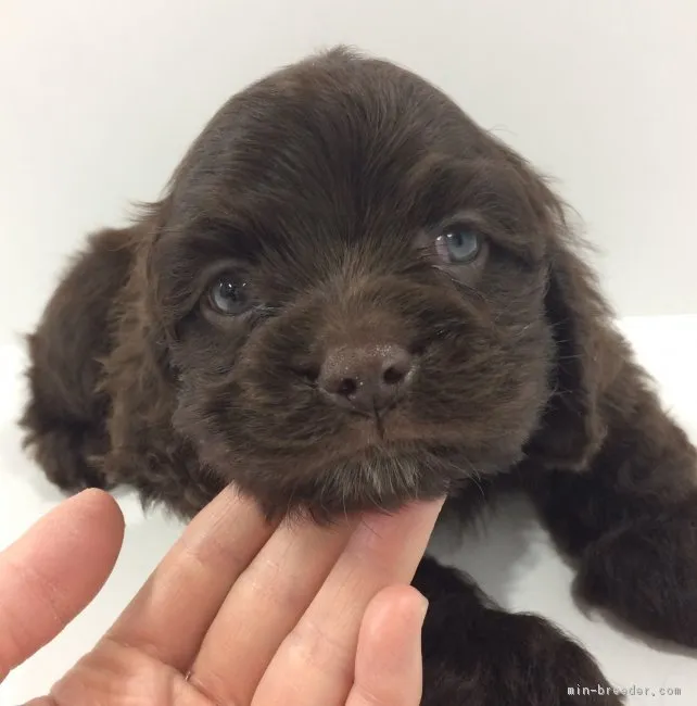ID:1701-02161の子犬