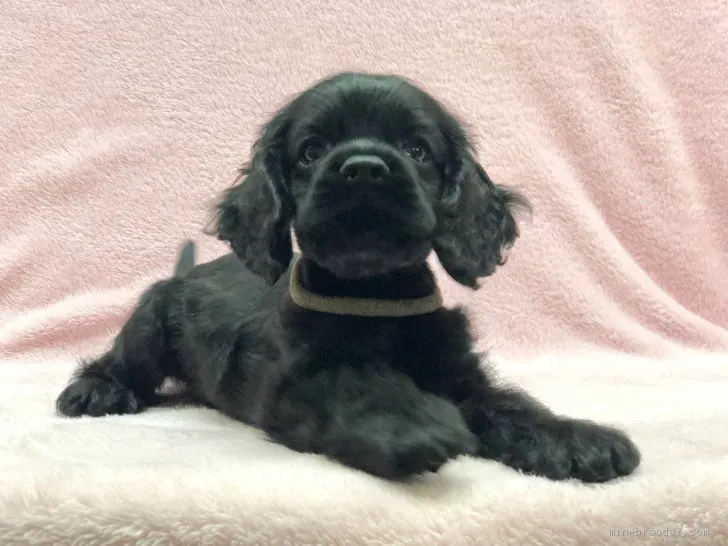 Kr 様のお迎えした子犬