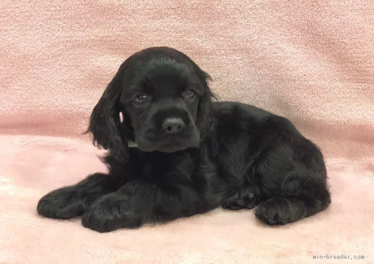 ID:1909-02974の子犬