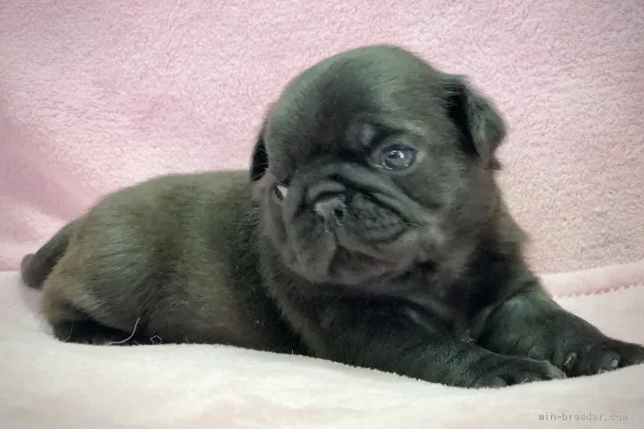 ID：2003-02114の子犬