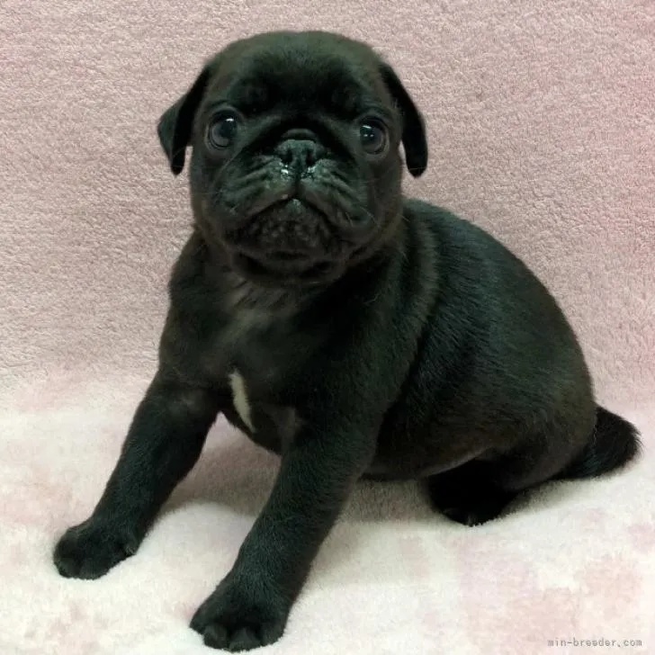 ID：2210-02138の子犬