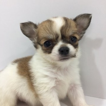 チワワ(ロング)【大阪府・男の子・2017年1月20日・パーティー】の写真「ウルウルおめめちゃん。」