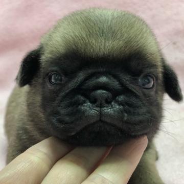 パグ【大阪府・女の子・2022年9月23日・フォーン】の写真「可愛いフォーンの女の子。」