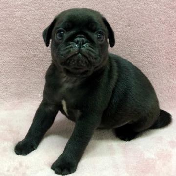 パグ【大阪府・男の子・2022年9月23日・ブラック】の写真「可愛いブラックの男の子」