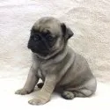 パグ【大阪府・女の子・2017年9月27日・フォーン】の写真4
