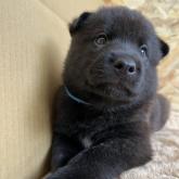 甲斐犬