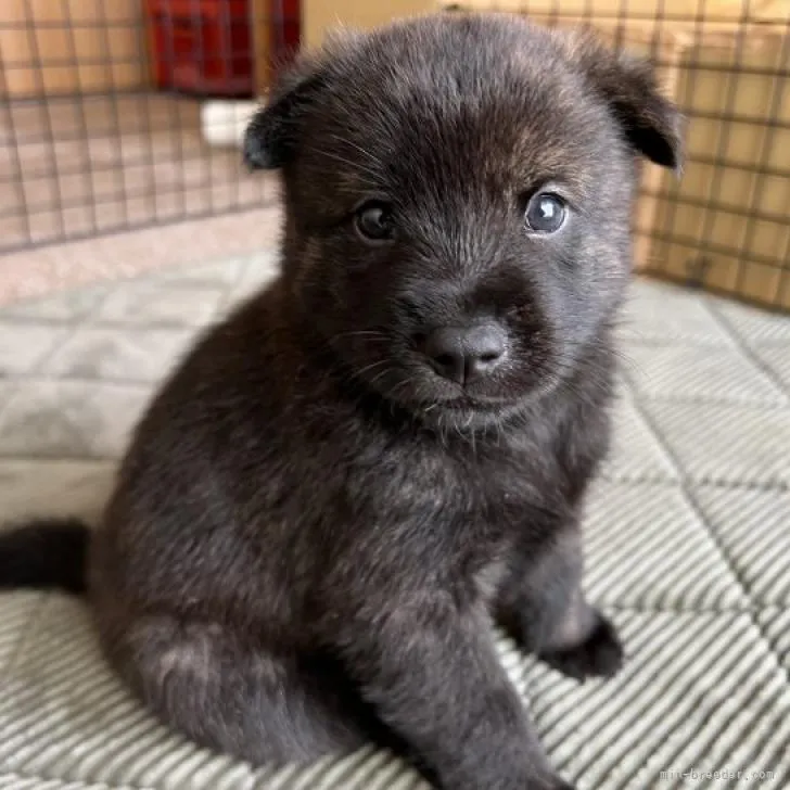 ヒロユキ 様のお迎えした子犬