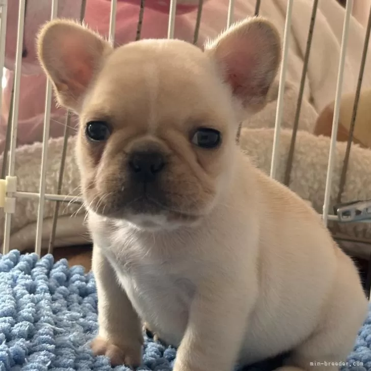 ID:2502-05916の子犬